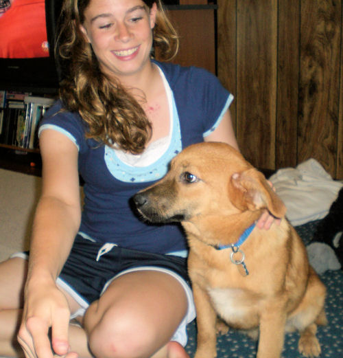 of Corgi/Lab/Other mix of Corgi/Lab/Other mix