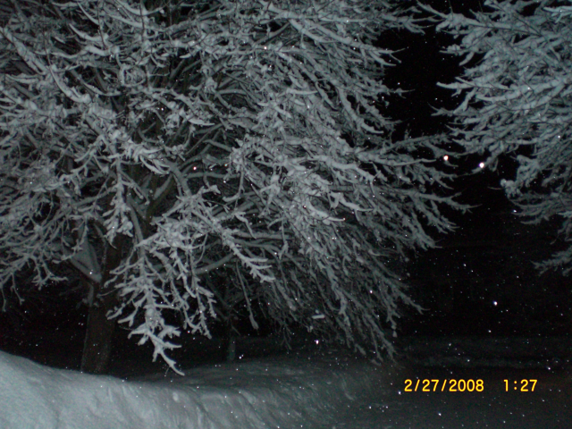 Snow covered trees at night